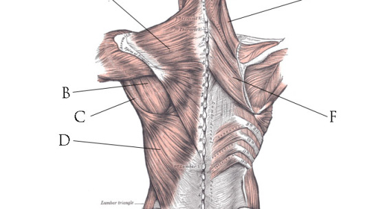 kinesiologia-vii-chrbtove-svalstvo
