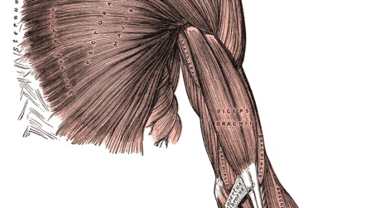 kinesiologia-vi-bicepsy