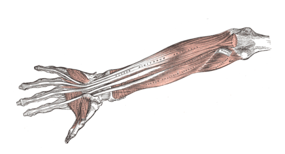 kinesiologia-viii-svaly-predlaktia